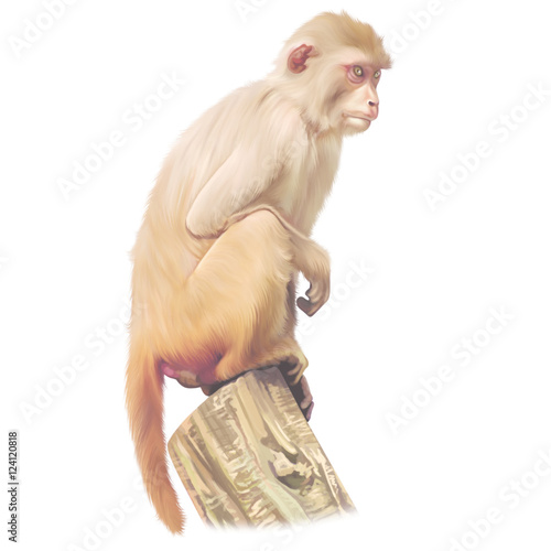 Monkey