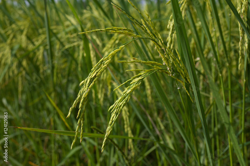 Rice spike in rice field