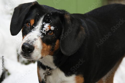Entlebuch dog with snow in the face