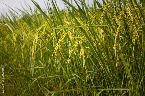 Rice spike in rice field