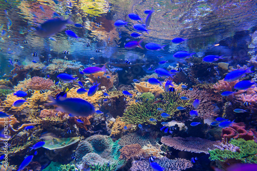 Fototapeta Naklejka Na Ścianę i Meble -  Beautiful coral in underwater with colorful fish.