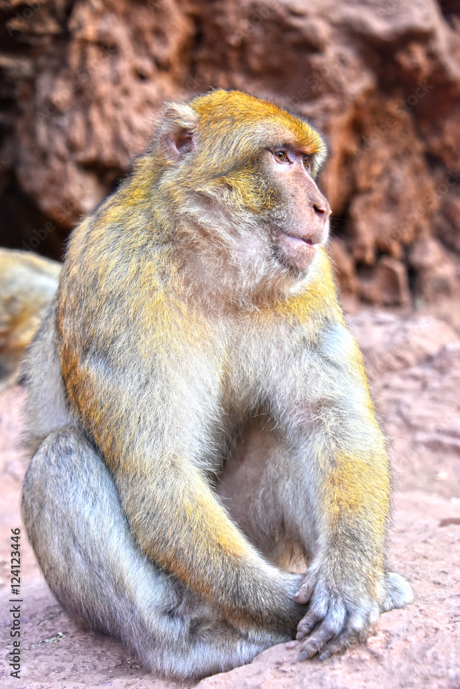 Barbary macaque at the Ouzoud falls in Morocc Barbary macaque at the Ouzoud falls in Morocc