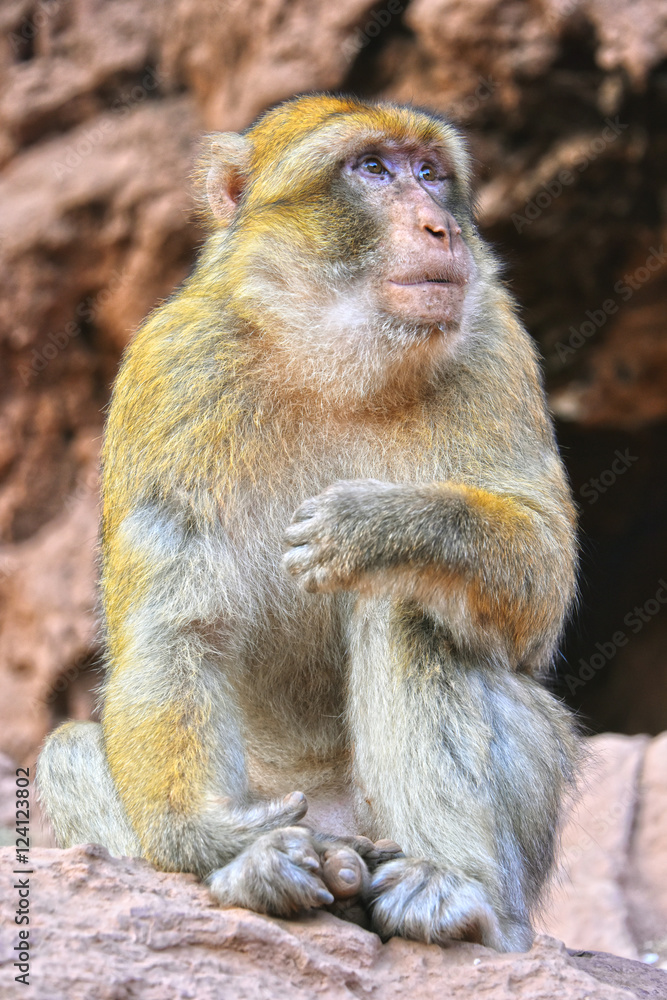 Fototapeta premium Barbary macaque at the Ouzoud falls in Morocc