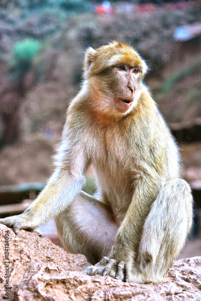 Barbary macaque at the Ouzoud falls in Morocc