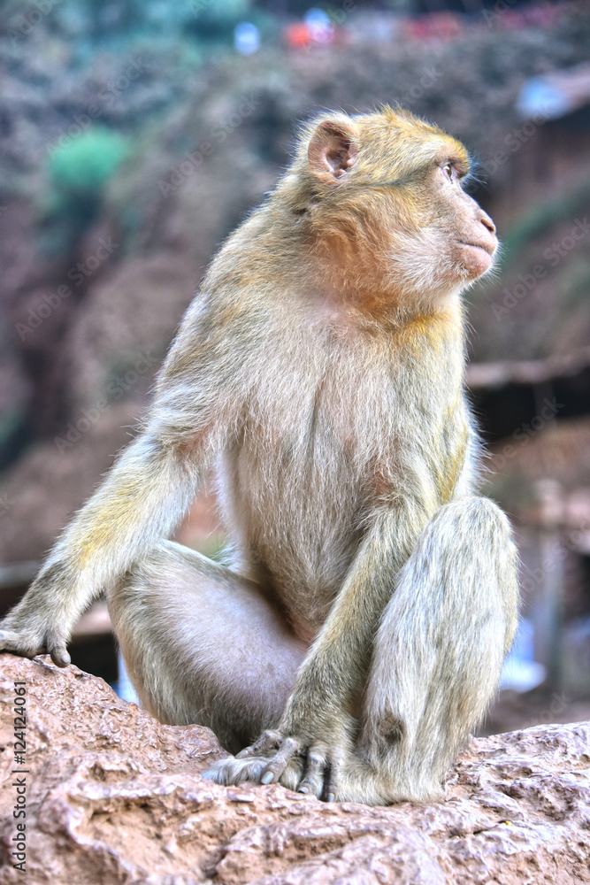 Barbary macaque at the Ouzoud falls in Morocc Barbary macaque at the Ouzoud falls in Morocc