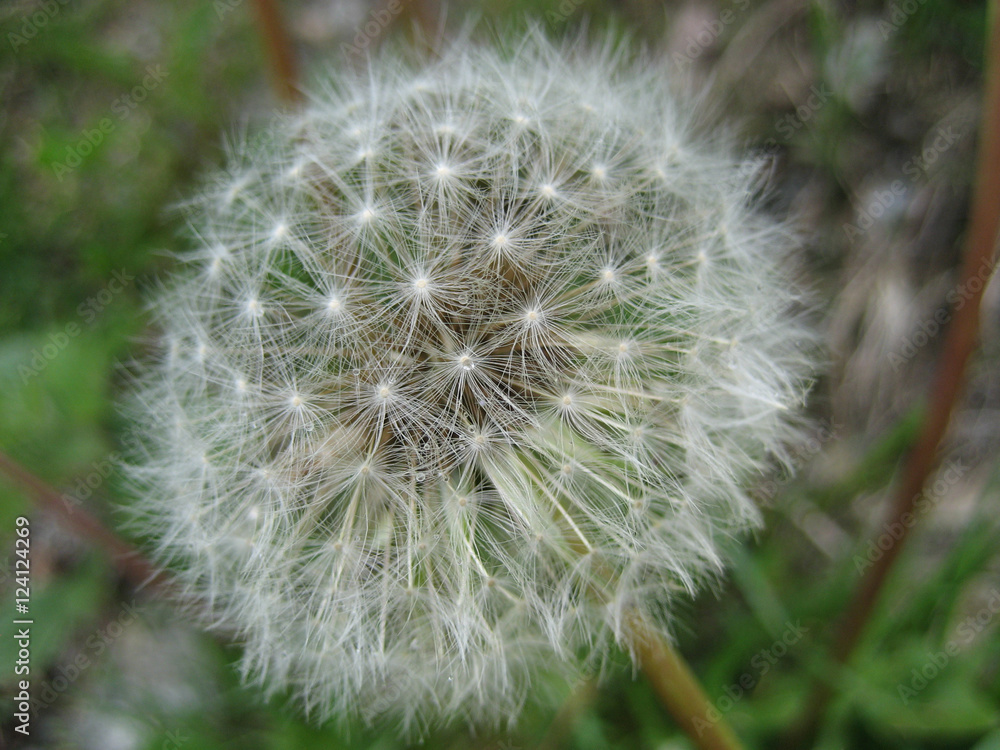 Dandelion withered Dandelion withered