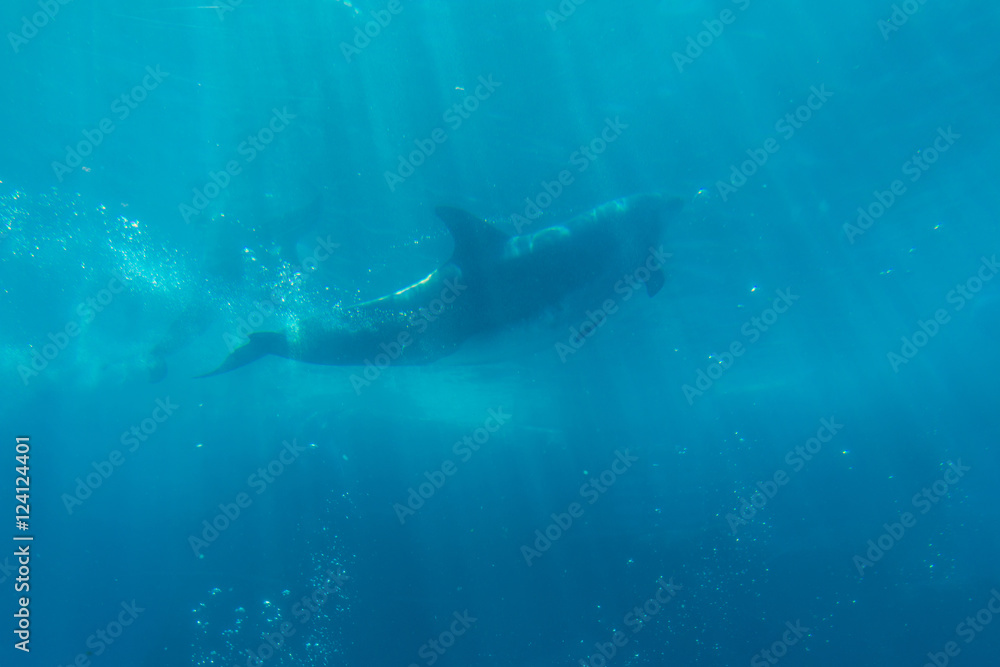 Fototapeta premium Dolphin show in aquarium underwater