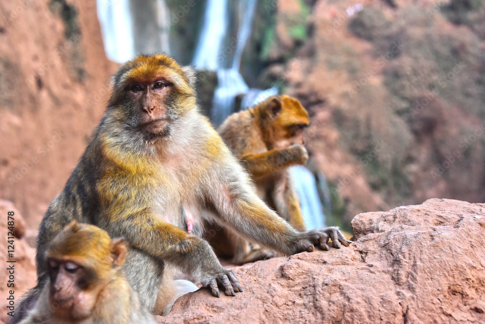 Fototapeta premium Barbary macaque at the Ouzoud falls in Morocc