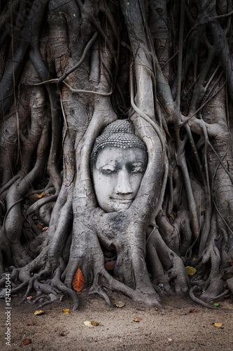 Head of Sandstone Buddha in The Tree Roots from Wat Mahathat, Ayutthaya