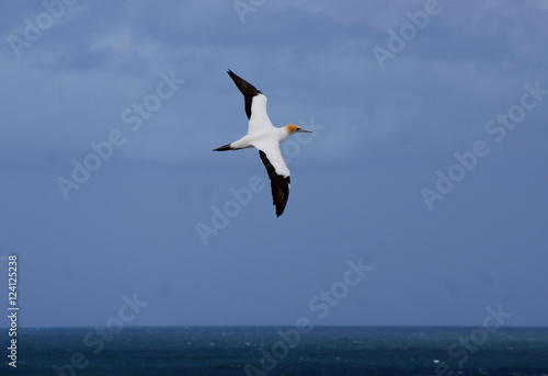 Gannet bird flying