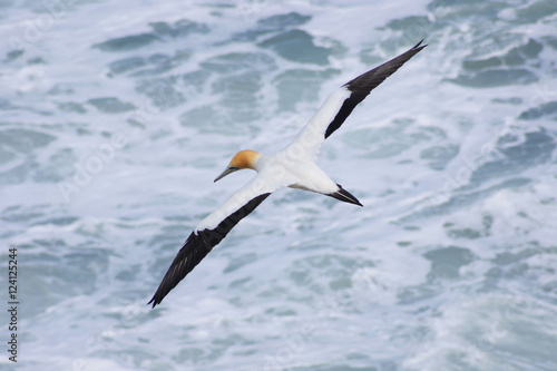 Gannet bird flying over water © iamdigitalwings