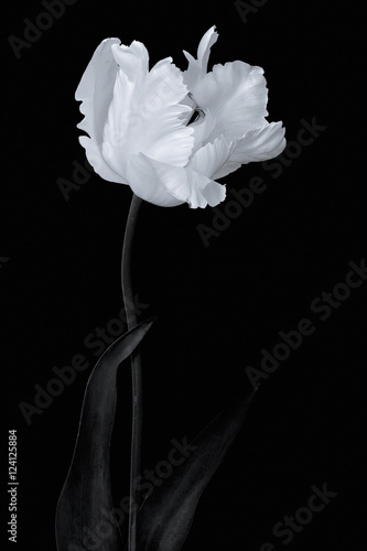 white tulip