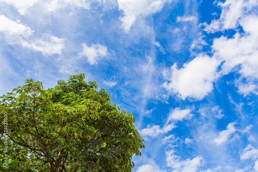 Sky blue and tree with clouds, color full tone