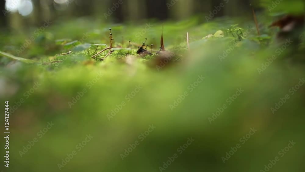 Soft excellent bokeh. Autumn forest. Soft excellent bokeh. Autumn forest.