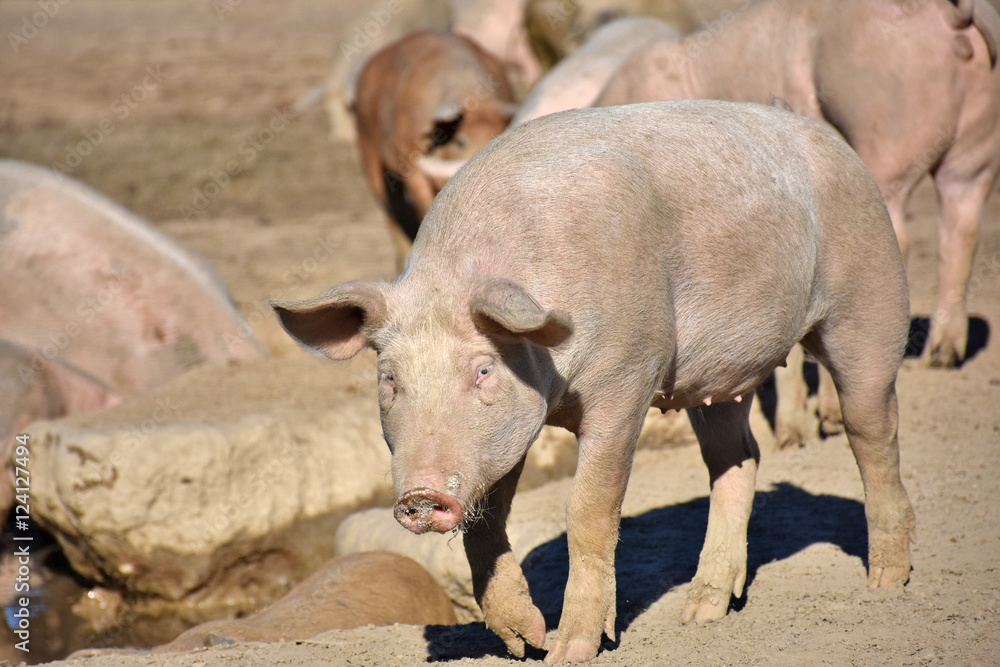 domestic pigs on range land domestic pigs on range land