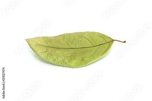 Dry leaf with isolated on a white background.