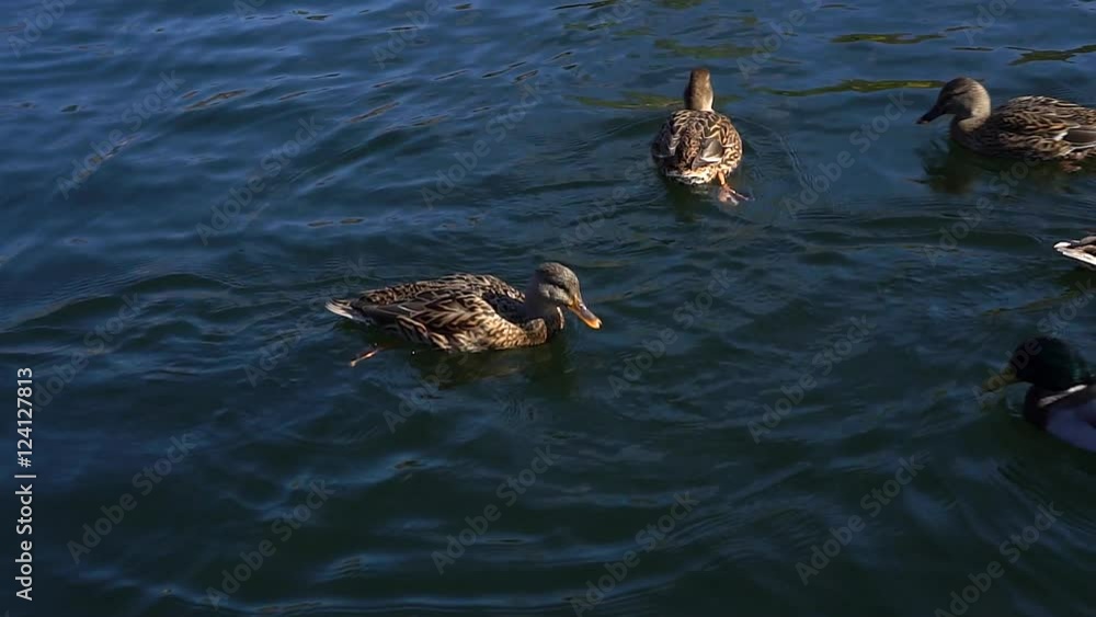 The ducks floats on water.