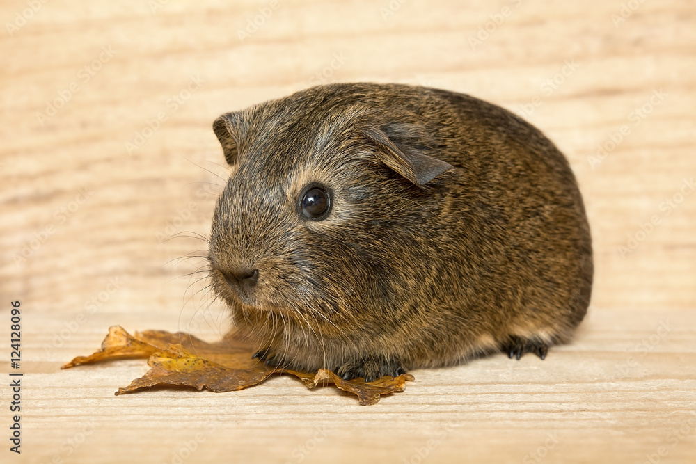 kleines Meerschweinchen kleines Meerschweinchen