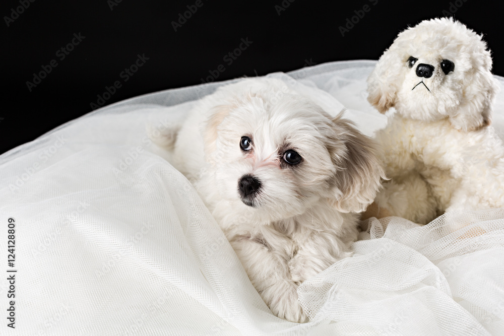 Cachorro de perro Bichón Maltés con perro de peluche. foto de Stock | Adobe  Stock