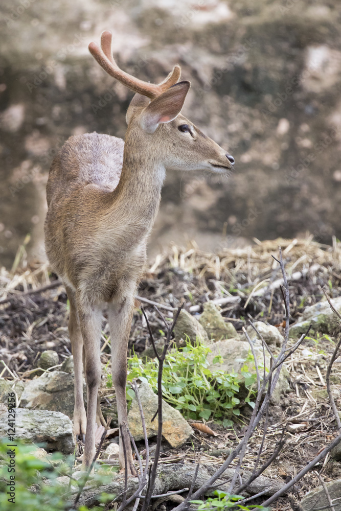 Image of young sambar deer on nature background. Image of young sambar deer on nature background.