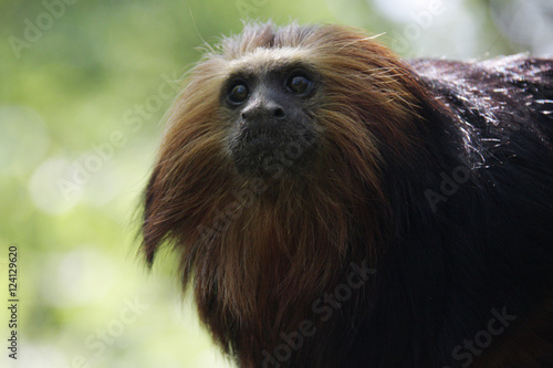 Portrait of a lion monkey