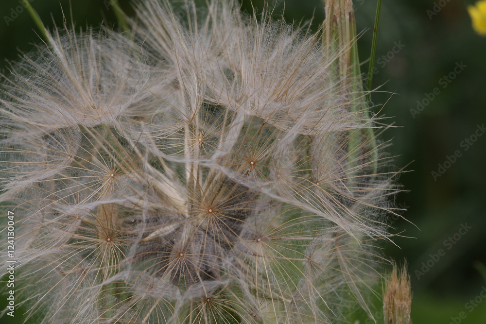 Fototapeta premium Goatsbeard blossom close-up