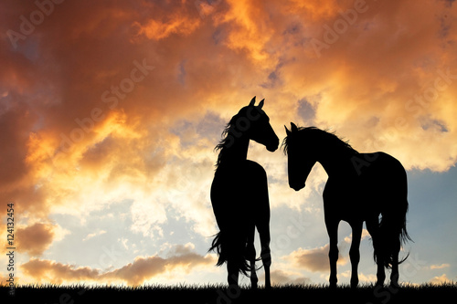 horses silhouette in love at sunset