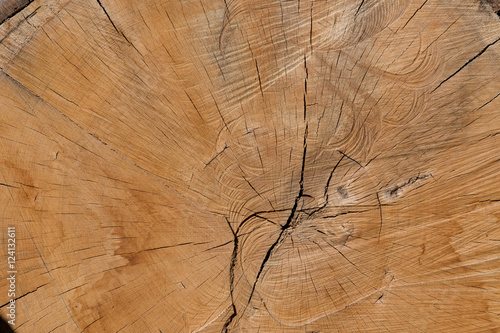 Konstfotografi bois matière arbre noble matière texture coupe tronc forêt