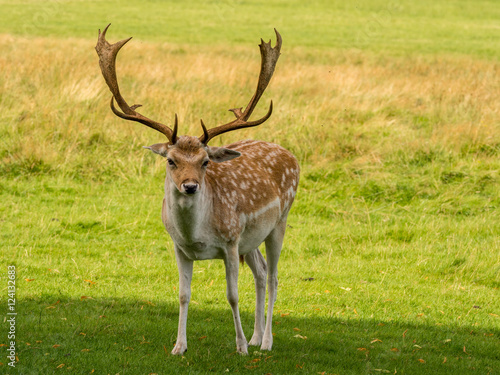 Fallow deer stags resting in summer sunshine  Tatton Park  Knutsford  Cheshire