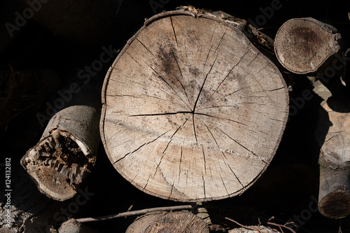 bois matière arbre noble matière texture coupe tronc forêt 