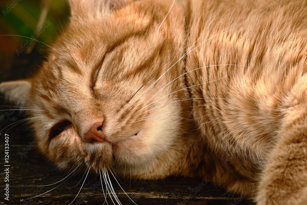 Fototapeta premium rote europäische Hauskatze versucht zu schlafen