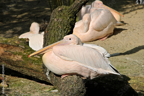 Pelikan sitzt auf einem Ast