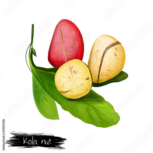 Kola Nut Fruits with Leaves Illustration Isolated