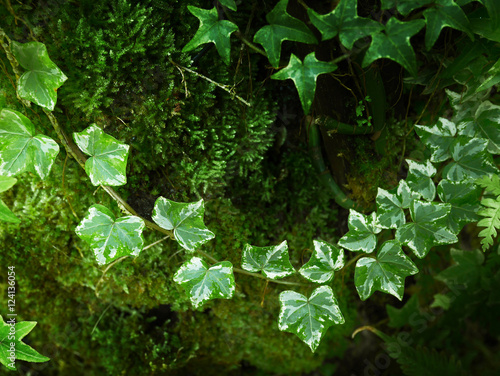 Fresh vines on green ferny forest background