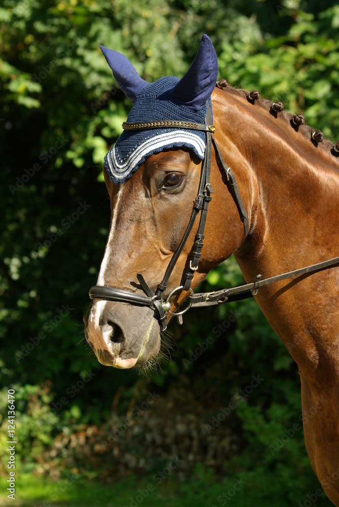 Fototapeta premium Junges Dressurpferd