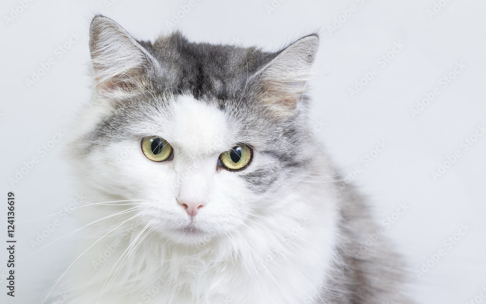 Siberian cat, portrait on a white background