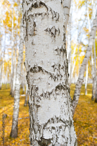 birch tree