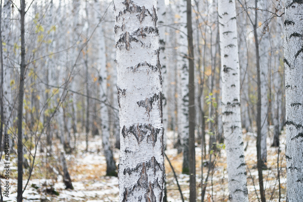 Obraz premium birch forest