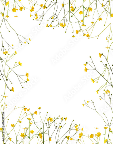 wild golden buttercup frame isolated on white