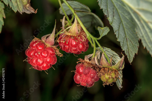 Спелые ягоды садовой малины