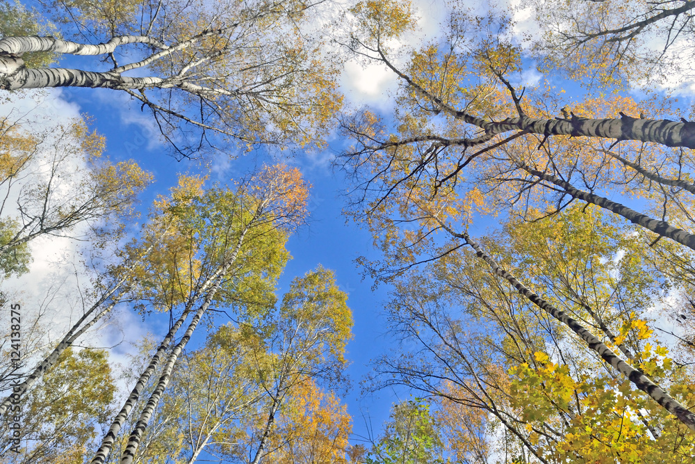 trunks of trees with yellow leaves against the blue sky trunks of trees with yellow leaves against the blue sky