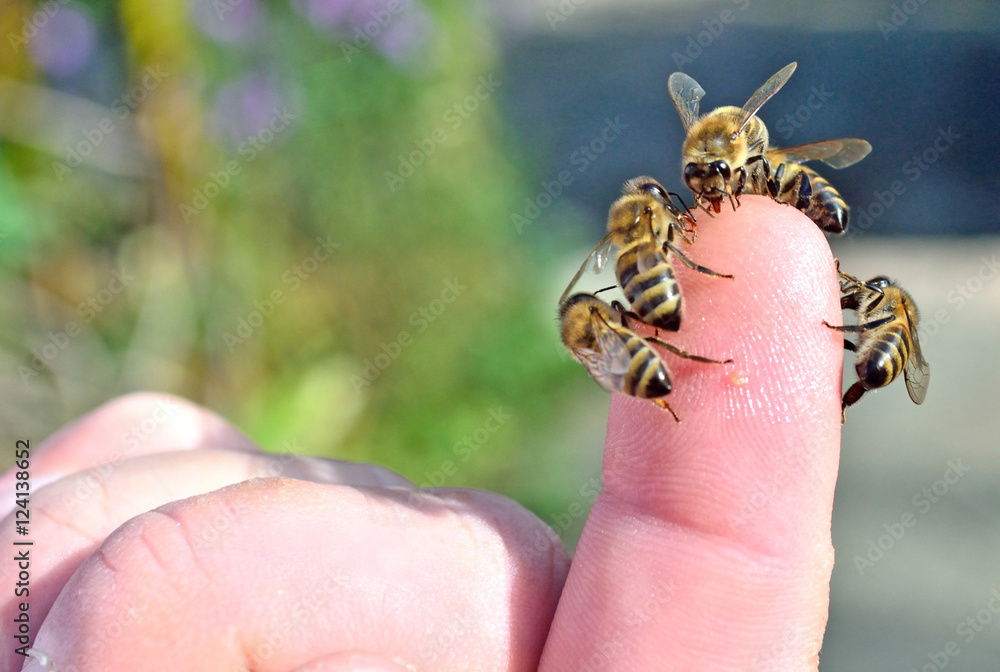 Obraz premium breeding of bees and honey production