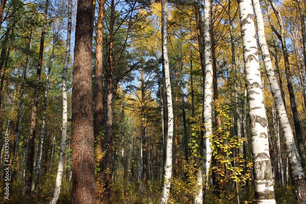 Mysterious autumn forest.