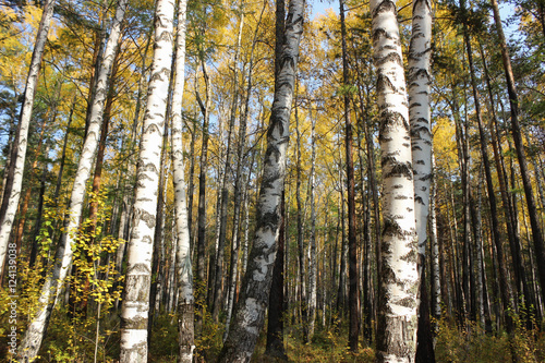 Birch grove.