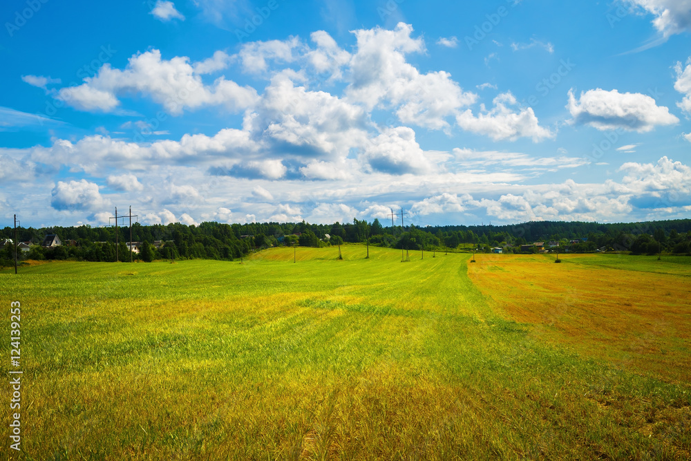 Rural summer landscape. Sunny day in the countryside. Field of green grass and blue sky with cumulus clouds.