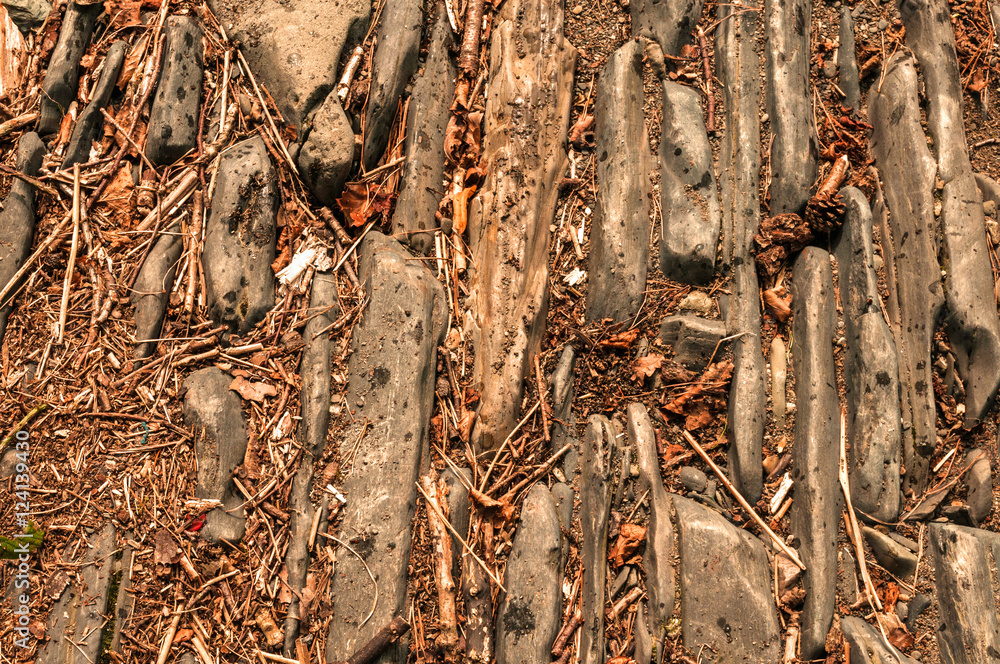 Stony Forest ground with leaves and twigs textured background Stony Forest ground with leaves and twigs textured background