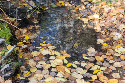 Yellow leaves in the water.