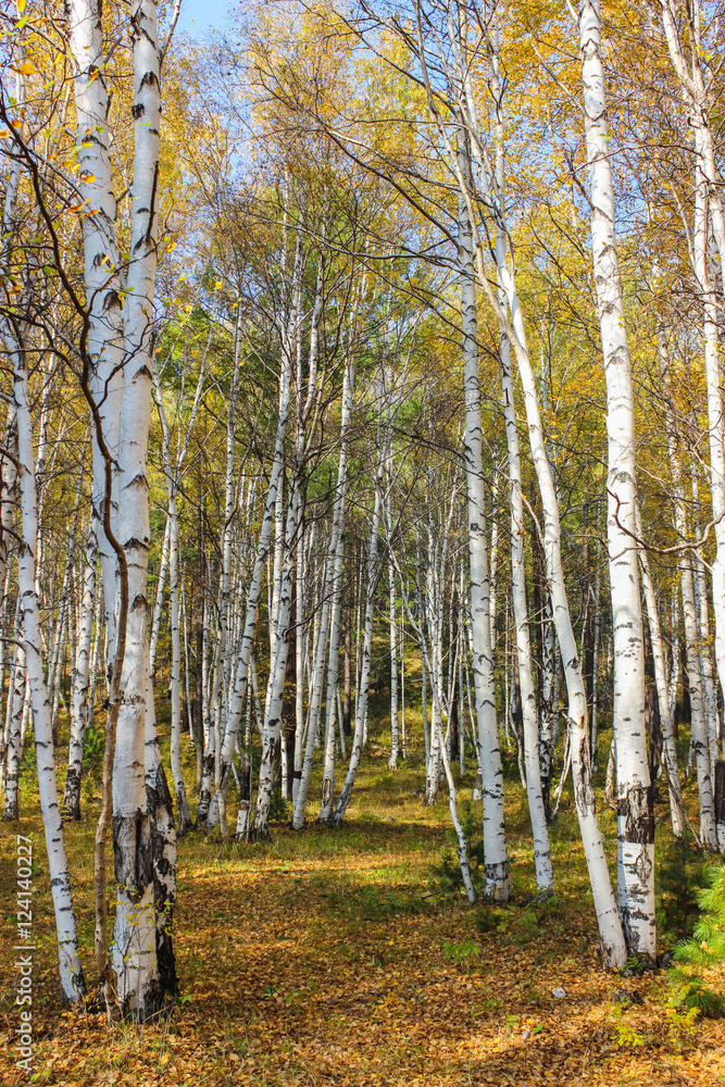 Obraz premium Time of leaf fall.