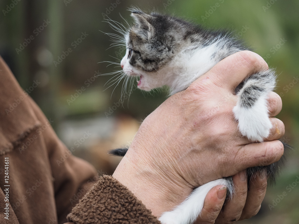 Small funny kitten in human hands Small funny kitten in human hands