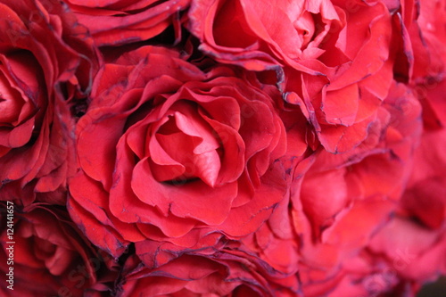 Wallpaper Mural розы Torontodigital.ca